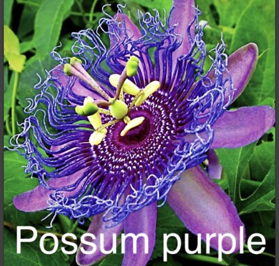 #ad #ad Passion Flower Possum Purple 2 Plants For 1 Special Garden Perennial Vine $14.00