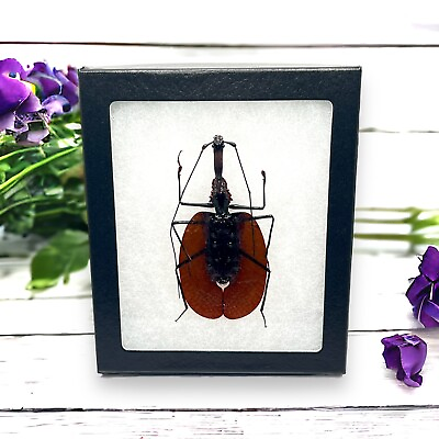 #ad Red Violin Beetle Mormolyce castelnaudi framed Glass Shadowbox Insect Bug $35.00