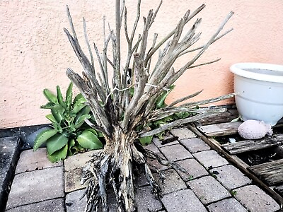 #ad Driftwood 4ft by 4.ft 4 ft tall with perfect root system all purpose or aquarium $125.00