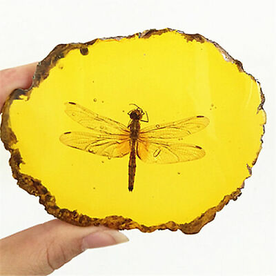 #ad Beautiful Amber Dragonfly Fossil Insects Manual Polishing Decorative Pieces $12.83