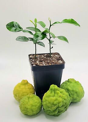 #ad Pot of 2 healthy kaffir lime plants 2 4 inches tall. $35.00