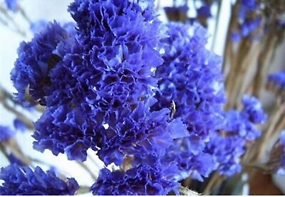 #ad 20 SEEDS for Purple violet CRAPE MYRTLE rare flower exotic tree plant USA Seller $7.75