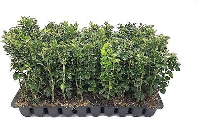 #ad Green Mountain Boxwood Live Plants Buxus Fast Growing Cold Hardy Formal... $136.98
