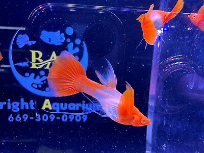 #ad 1 Trio Koi Red Long Ear Ribbon Live Fish Aquarium 1 day ship April 30 $250.00