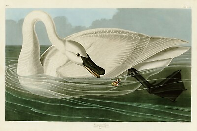 #ad No.406 Trumpeter Swan Audubon Print Repro Havell Edition Double Elephant Folio $249.95