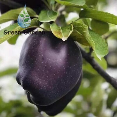 #ad 30 Seeds Black Diamond Apple Rare Variety Tasty Fruits Skin Black Flesh White $9.99