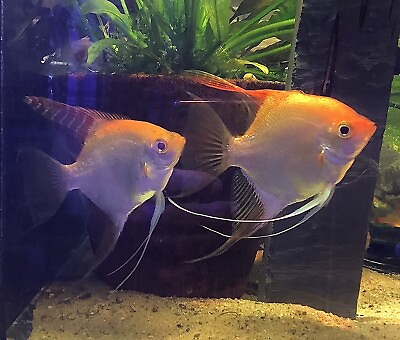 #ad 2 Gold Angelfish fish 1 2 Dollar Size. $9.00