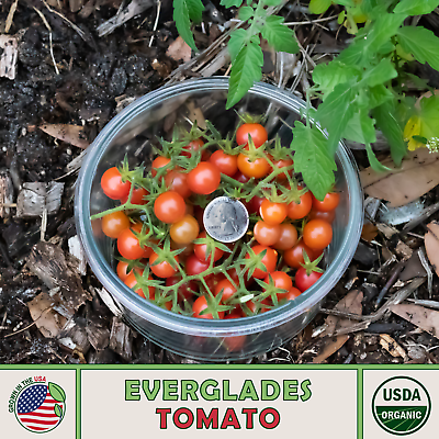 #ad Wild Florida Everglades Tomato Seeds Heirloom Organic Genuine USA $2.99