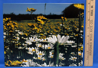 #ad Mark Lewer Wild Flowers Photograph Picture Printed on Metal Wall Hanging Daisy $19.99