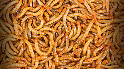 #ad #ad 1000 Live Mealworms Reptile Food $15.99