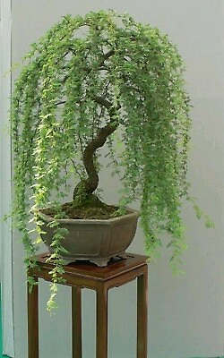 #ad Bonsai Green Weeping Willow Tree Thick Trunk Cutting $12.95