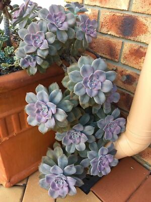 #ad Live Succulent Plant Purple Delight Real Fully Rooted Home 2quot; Planter Pot $16.10