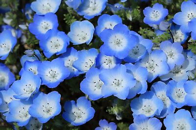 #ad 250 Baby Blue Eyes Seeds Nemophila Menziesii LOW GROUND COVER FLOWERS BLUE $2.29
