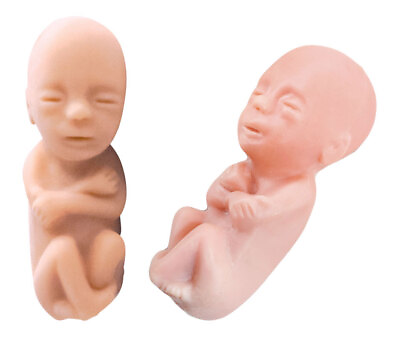 #ad Precious One Spanish Card Pro Life Fetal Model Pack of 50 $79.00