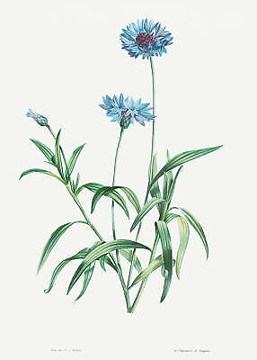 #ad Botanical Plant Print Blue flower Art Print $11.95