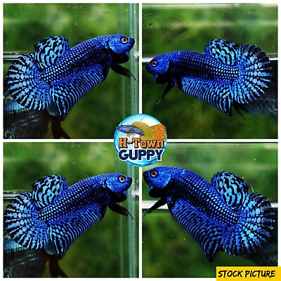 #ad Live Betta Fish High Quality Wild Betta Alien Blue USA Seller $25.95