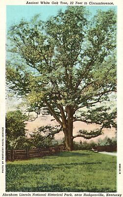 #ad Vintage Postcard Ancient White Oak Tree Lincoln Park Hodgenville Kentucky KY $8.89