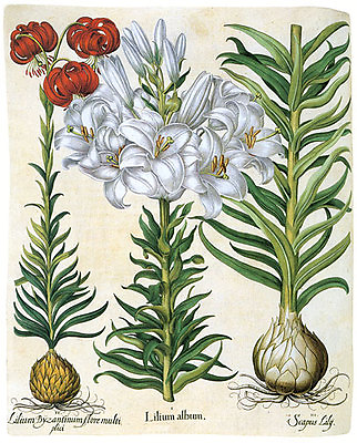 #ad Lily 22x30 Hand Numbered Ltd. Edition Botanical Garden Flower Art Print $120.00
