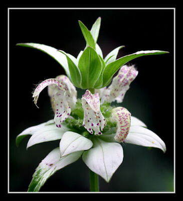 #ad beebalm SPOTTED BEE BALM 320 seeds RARE PERENNIAL white flower $1.50
