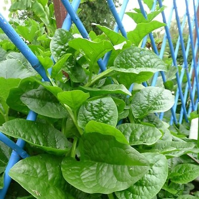 #ad Spinach Seeds Malabar Big Round Leaf 2. grams $4.89