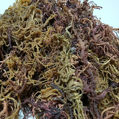 #ad 1 lb Organic Purple Irish Sea Moss Wild Crafted Mix Color Superfood 16ozs $39.99
