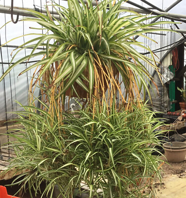 #ad #ad Variegated ￼ Spider Plant In Pot House plant $11.99