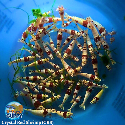 #ad 202 Crystal Red Shrimp CRS Mixed Grade S SSS Live Guarantee USA Stock $76.00