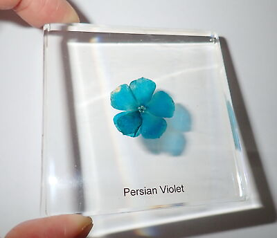 #ad Persian Violet Flower Specimen in 75x75x10 mm Clear Square Slide $13.00