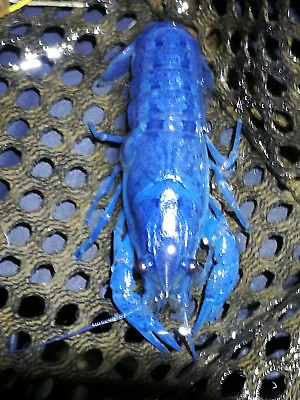 #ad 1 Pair Electric Blue Crayfish 1 male 1 female crawfish crawdad lobster $54.84