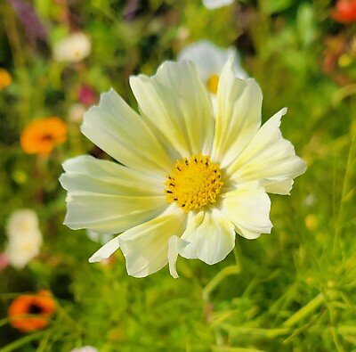 #ad Cosmos Xanthos 20 Flower Seeds Authentic $4.50