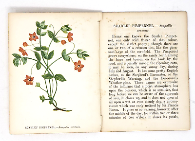 #ad #ad Original Old Antique Print Wild Flowers Anne Pratt SCARLET PIMPERNEL Colour 1852 $14.95