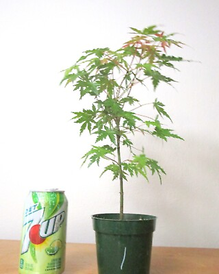 #ad Beautiful Japanese Green Maple for mame shohin bonsai tree #1 $39.99