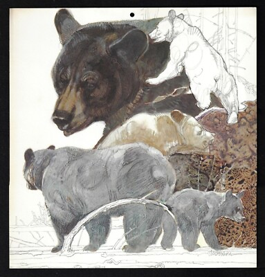 #ad Vintage BLACK BEAR Wildlife Art Print Anderson 1975 Hallmark Calendar Page $12.75