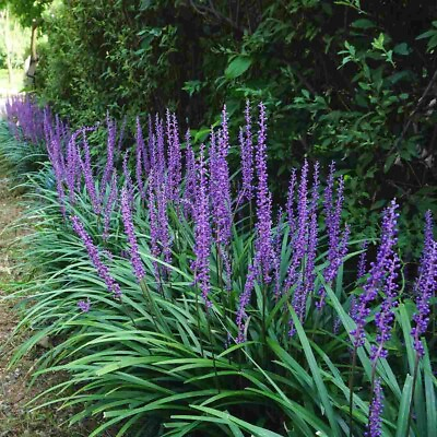 #ad Purple Blue Liriope 30 Live Plant W Roots Hardy Evergreen Groundcover Grass $29.88
