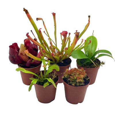 #ad Carnivorous Plant Assortment Set 5 Live Different Potted Plants in 2 inch Pots $59.99