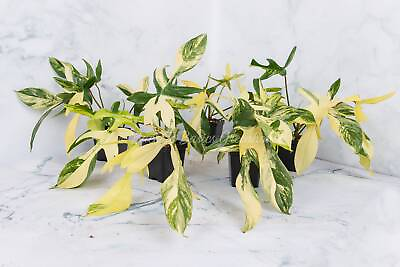 #ad Florida Beauty Philodendron Cuttings and Rooted Plants $224.00