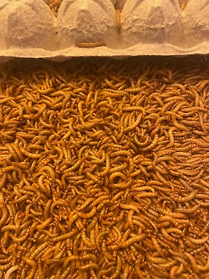 #ad Mealworms Live Medium amp; Large Nutritious Live Meal Worms 25 5000ct $51.99