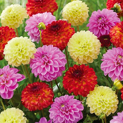 #ad Garden State Bulb Decorative Mix Dahlia Flower Bulbs Bare Roots $24.00
