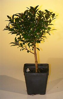#ad Pre Bonsai Flowering Brush Cherry Bonsai Tree Small br i eugenia myrtifol... $37.10