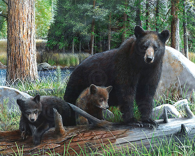 #ad New Discoveries by Kevin Daniel Art Print Bear Wildlife Cubs Poster 11x14 $16.95