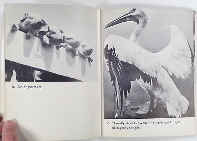 #ad 1949 proto memes WHITE COLLAR ZOO mid century office stereotypes ANIMAL PHOTOS $8.67