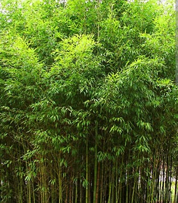 #ad #ad Golden Fishpole Bamboo Live Rhizome Bare Root Plant Phyllostachys Aurea Not Seed $35.00
