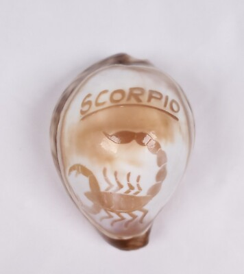 #ad Hand Carved Tiger Cowrie Shell Zodiac Scorpio Sign Souvenir Collectible $12.50