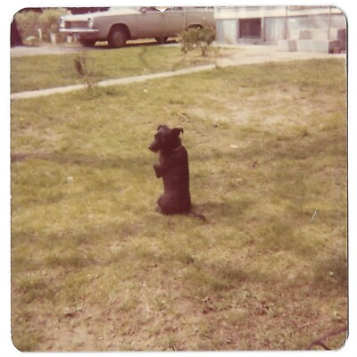 #ad Vintage Color Kodak Photo Scottish Terrier Dog “Inkie” Sitting Up Begging Trick $7.99