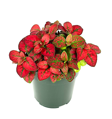 #ad Hypoestes Red Splash Live Potted House Plants Air Purifying 2quot; Pot $10.95