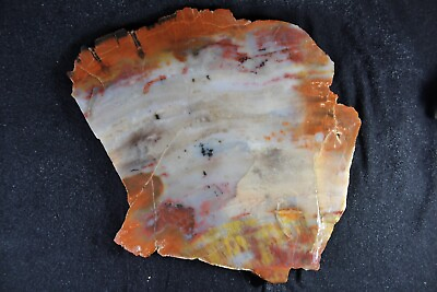 #ad PJ: Arizona Petrified Wood Slab 1 LB 10 Ozs Colors and Agatized $39.99