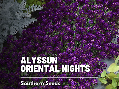 #ad Alyssum Oriental Nights 100 Seeds Beautiful purple blooms Lobularia mariti $1.99