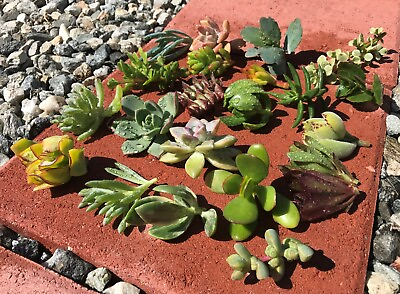 #ad 15 Assorted Varieties Live Succulent cactus Cuttings Garden Starter Plants $13.99