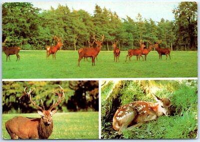 #ad Postcard Lowther Wildlife Country Park Group of Red Deer Stags and Fawn $3.46