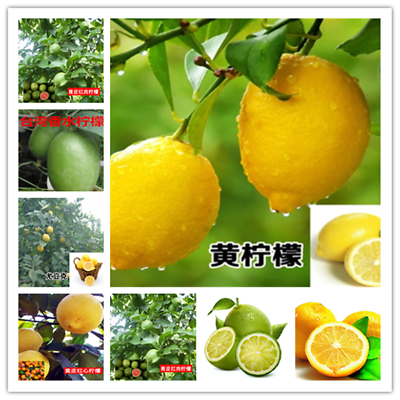 #ad 20 SEEDS LEMON LIME for germination garden bed plant tree citrus green yellow $6.99